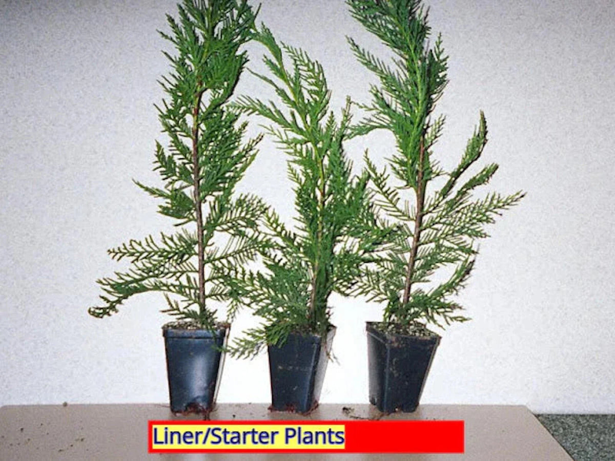 Leyland Cypress Tree Starter Plant - Bare Root Evergreen Hedge Plant - Cupressocyparis leylandii - Fast Growing, Full Sun