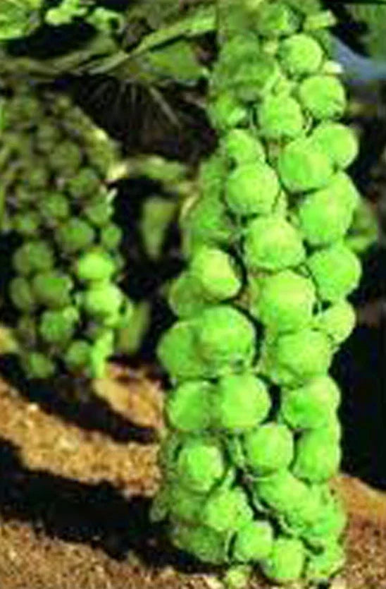 Brussels Sprouts Seeds, Heirloom Churchill Variety, Early Maturing, Brassica oleracea, Non-GMO, 25+ Seeds for Home Garden