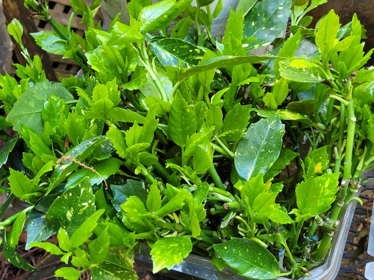 Aucuba Japonica Golden Dust Cuttings - 6 Beautiful Evergreen Gold-Dust Tree Clippings