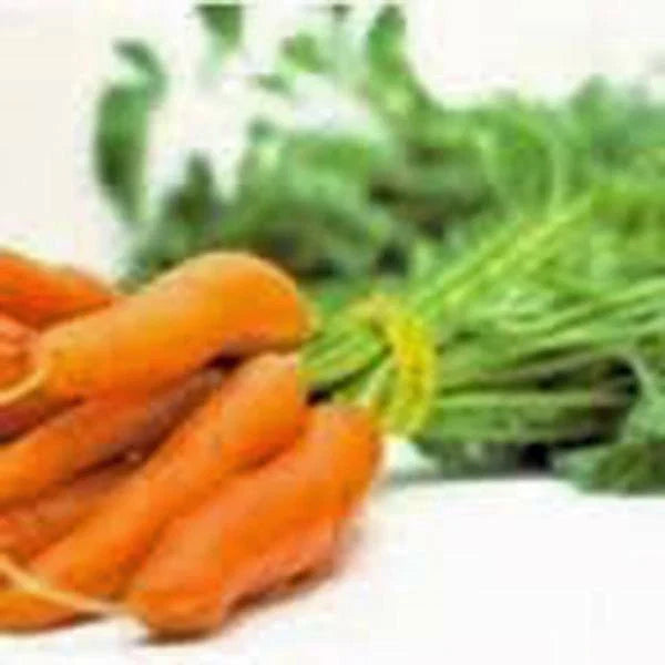 Carrot Seeds, 50+ Non-GMO Little Fingers Variety, Daucus carota, Heirloom Vegetable Seeds for Home Gardening