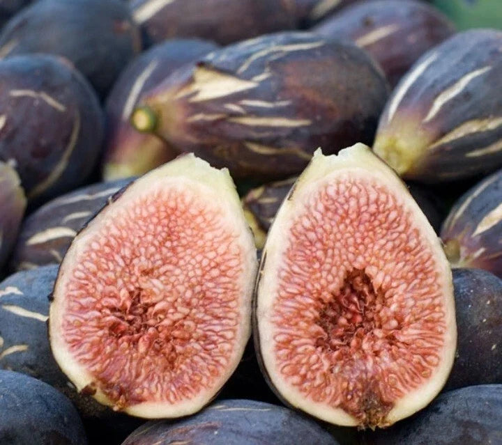 Fresh Cut Fig Plant Cuttings - LSU Purple Ficus carica Live Plant Set of 3 Healthy Clippings