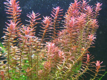 Rotala Indica 7 Stems - Live Aquarium Plant for Freshwater Tanks - Rotala rotundifolia, Easy to Grow, Vibrant Green & Pink Hues