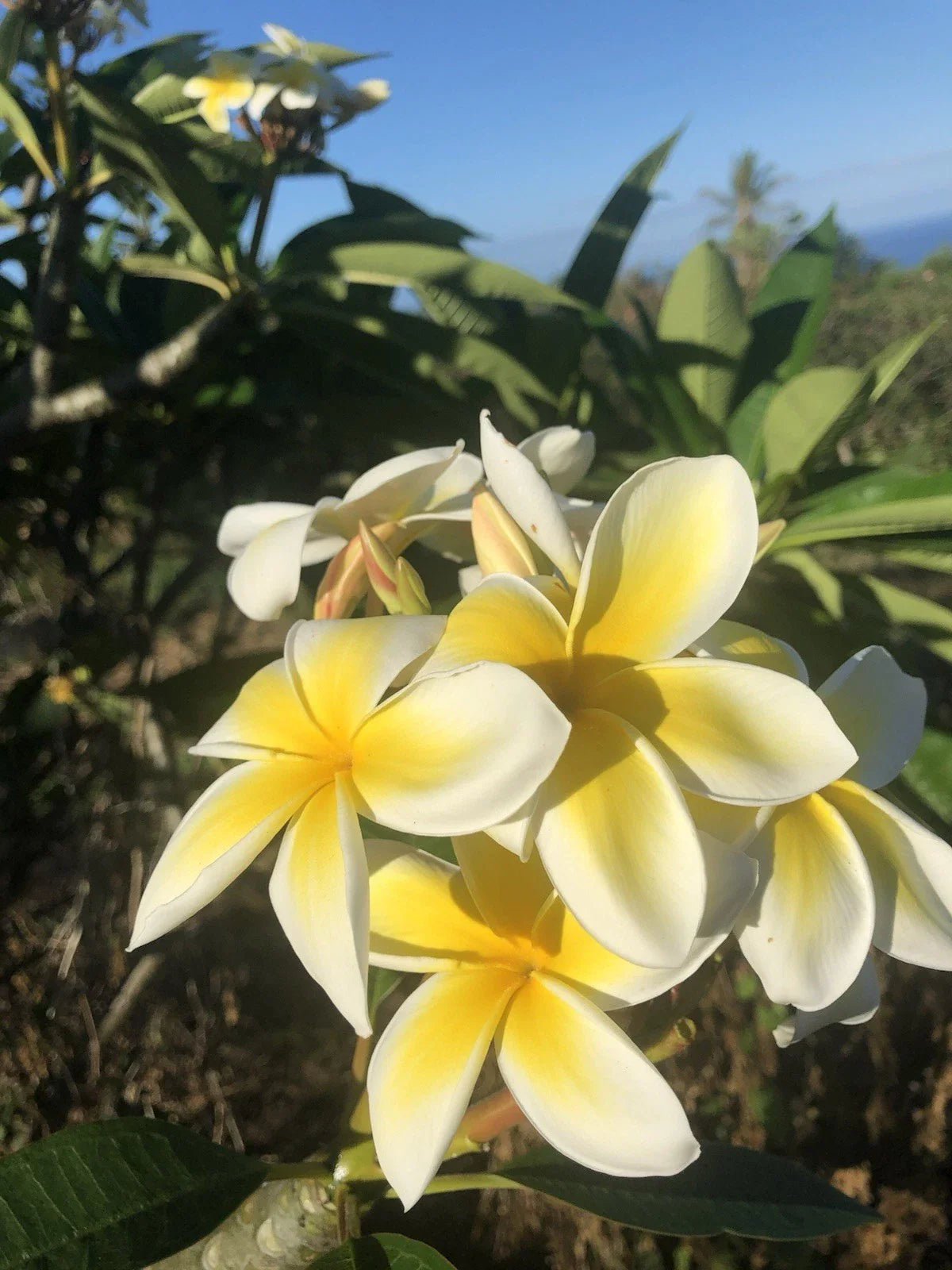 Hawaiian Grown Yellow Plumeria Cutting 10-inch Rooted Frangipani Plant (Plumeria spp.) x1