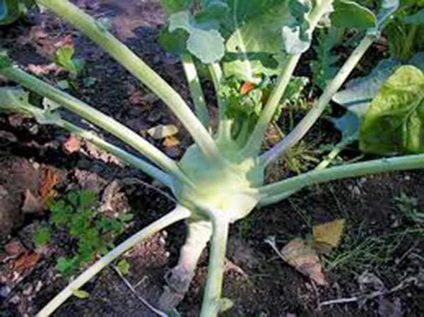 Kohlrabi Seeds, Heirloom Early White Vienna, Non-GMO, 25+ Seeds, Organic Vegetable Gardening, Brassica oleracea