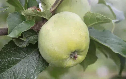 25+ Amere de Berthencourt Apple Seeds - Organic Garden Seeds for Planting - Malus domestica - USA - Free Shipping