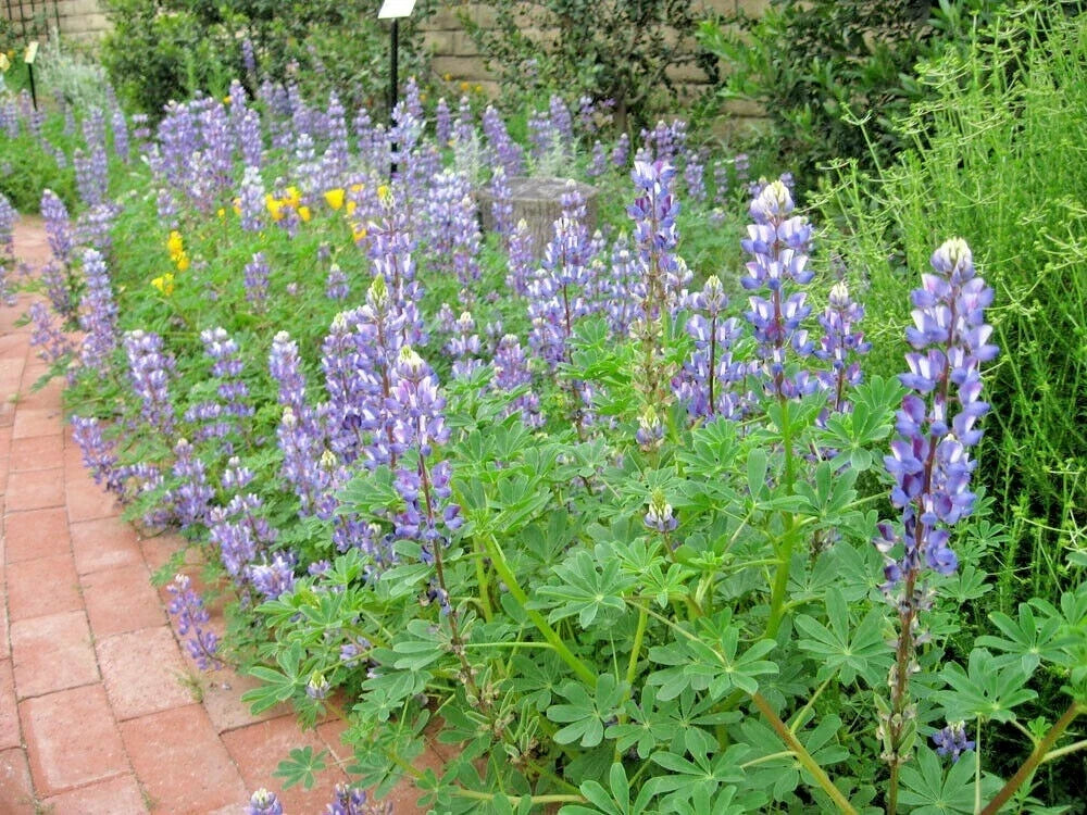 Blue Lupine Seeds - 125+ Native Wildflower Annual for Garden & Containers - Pollinator Friendly, Easy to Grow Lupinus perennis