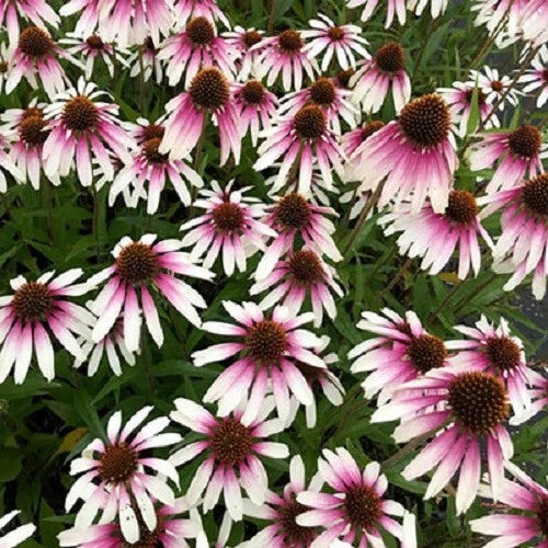 50 Coneflower Seeds Echinacea Purpurea Perennial Flower Seeds for Garden, Butterfly & Pollinator Attracting, USA Grown
