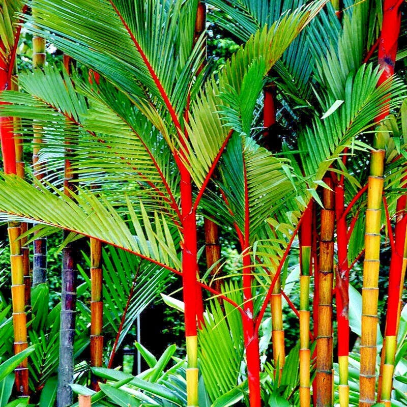 20 Red Sealing Wax "Lipstick" Palm Tree Seeds - Cyrtostachys renda - Tropical Indoor Plant Seeds for Houseplant Enthusiasts