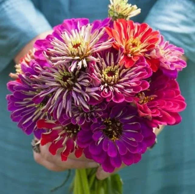Zinnia Seeds for Planting - Meteor Shower Mix, 100 Seeds, Colorful Garden Flowers, Zinnia elegans
