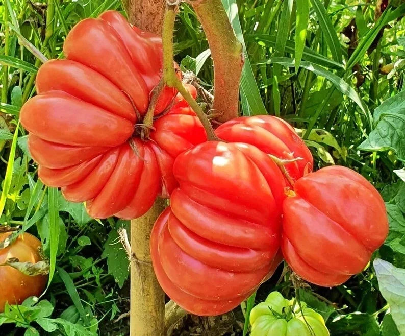 Organic Mushroom Basket Tomato Seeds – Heirloom Solanum lycopersicum, 40 Non-GMO Seeds for Container Gardening