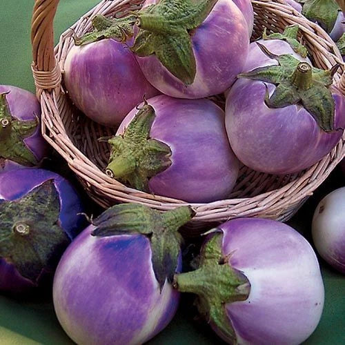 Round Mauve Eggplant Seeds – Non-GMO Solanum Melongena Vegetable, 50+ Seeds for Home & Container Gardening, Free Shipping USA