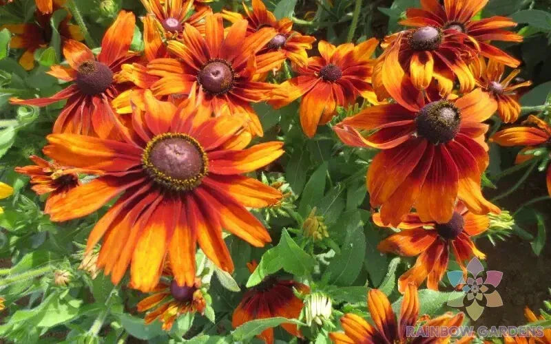 Cappuccino Rudbeckia Seeds - 200+ Pack - Rudbeckia hirta - Black-eyed Susan - USA