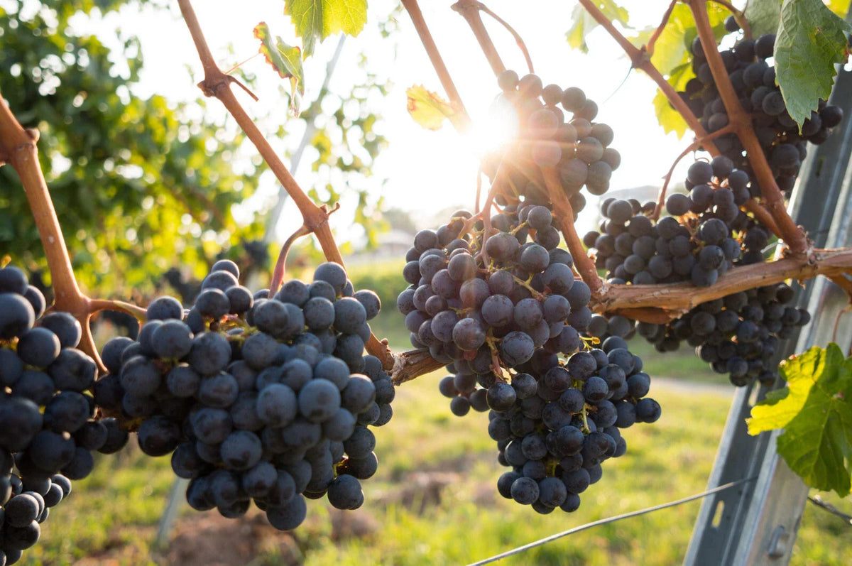 Grape Plants and Cuttings - Multiple Cultivars - Organic Vitis vinifera - Fruit-bearing Varieties for Home Garden