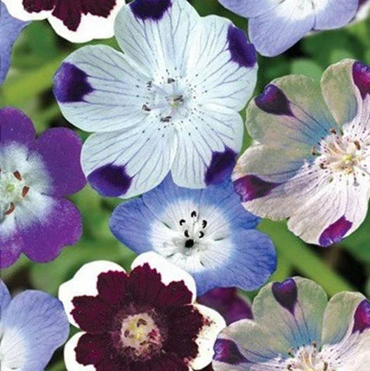 Nemophila Seeds - Mixed Colors, 500 Non-GMO Wildflower Seeds for Spring Bloom, Easy to Grow, Attracts Pollinators, Baby Blue Eyes (Nemophila menziesii)
