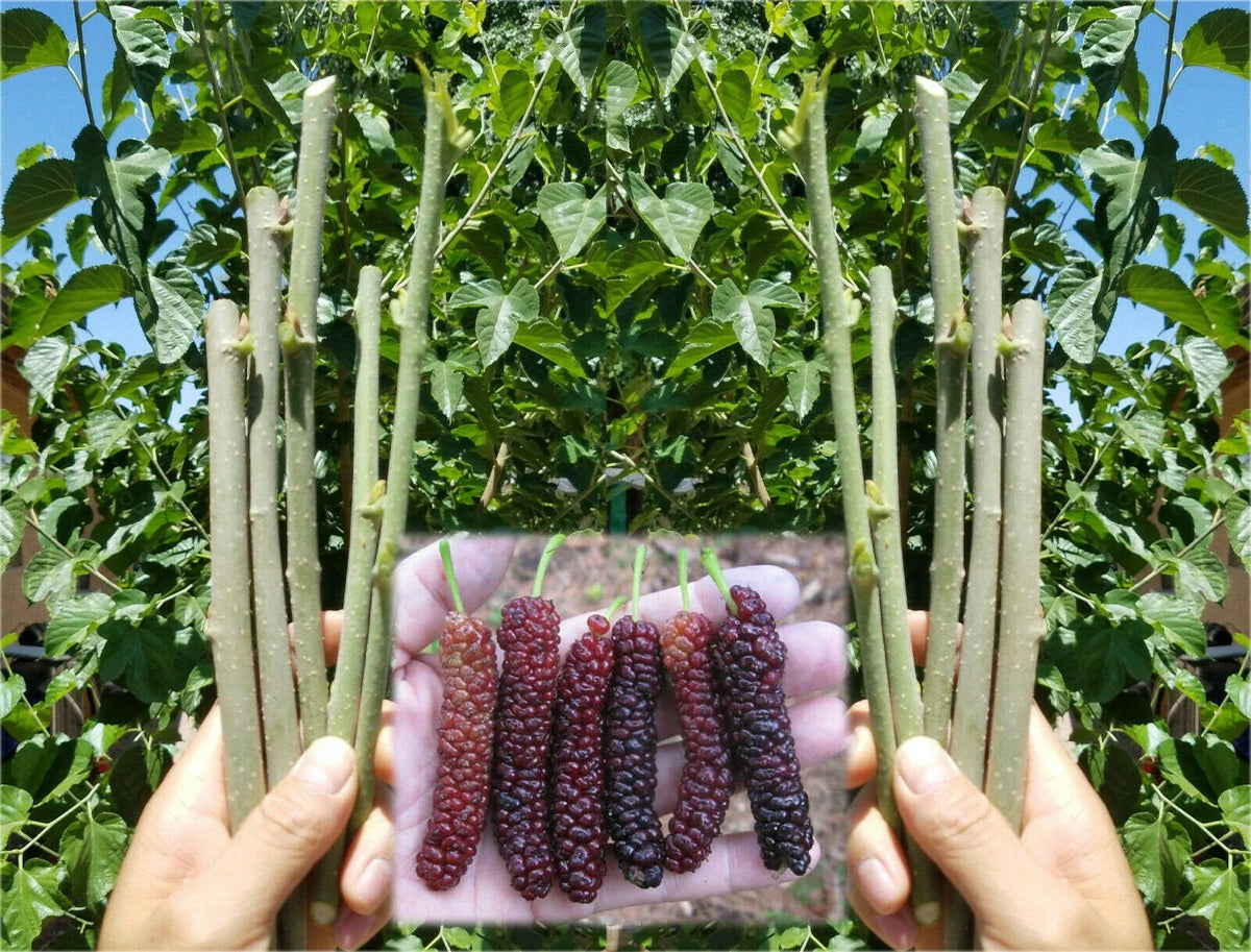 Pakistan Mulberry Cuttings - 10 Organic Fresh Cuttings for Rooting or Grafting - Morus alba