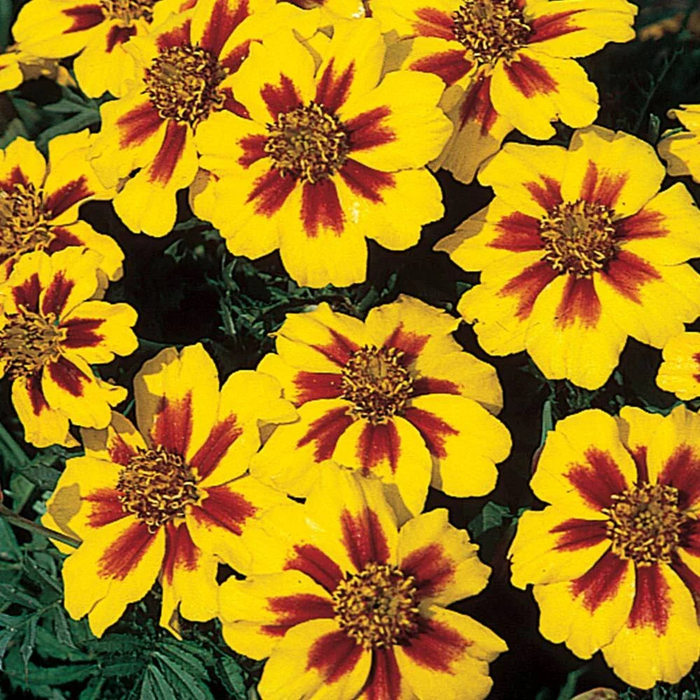 French Marigold Seeds, Dwarf Compact Naughty Marrietta, Tagetes patula, Flower Seeds for Garden Planting, Free Shipping