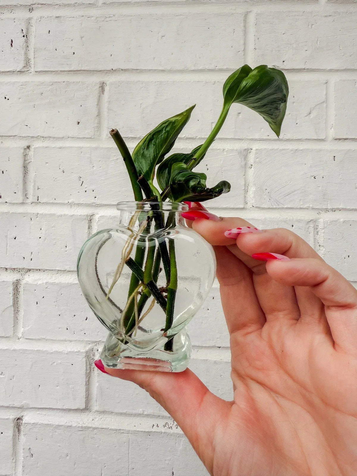 Rooted Cuttings - Shangri Ooh La La - Exotic Indoor Plant - Houseplant Cuttings - Perfect for Propagation