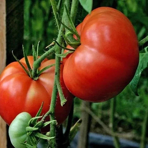 Burpee Big Boy Tomato Seeds – Organic Non-GMO Hybrid Seeds for Juicy, Large Tomatoes – Solanum lycopersicum, 120+ Seeds