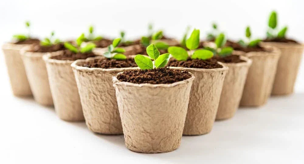 3 Inch Starter Pots - 50 Pack Biodegradable Planting Containers for Herbs & Vegetables