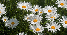 Roman Chamomile Seeds - 1000+ Medicinal Herb, Fragrant Groundcover, Perennial, Chamaemelum nobile