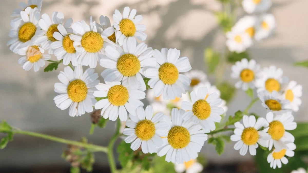 Chamomile Seeds 500 Count - Organic Matricaria chamomilla Herbal Gardening, Tea, Potpourri