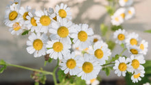 Chamomile Seeds 500 Count - Organic Matricaria chamomilla Herbal Gardening, Tea, Potpourri