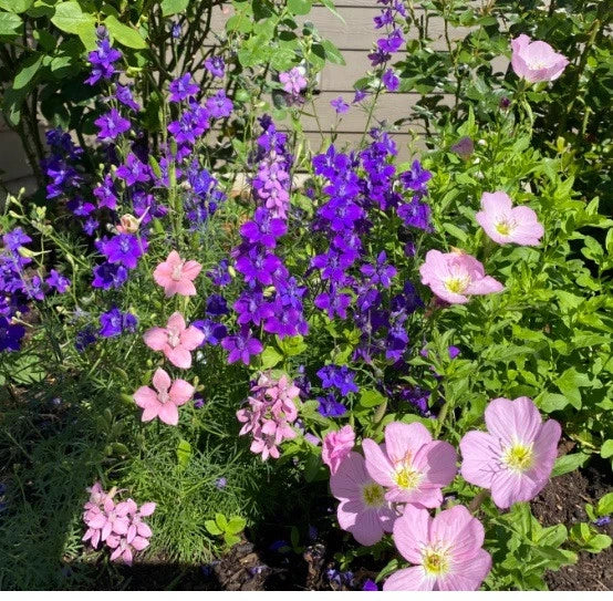 Rocket Larkspur Seeds 500 Non-GMO Mixed Color Delphinium Flowers for Pollinators, Delphinium ajacis