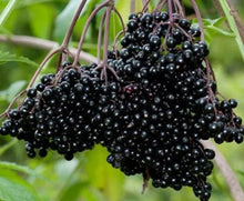 Fresh Elderberry Cuttings (2) - Black Bearing Variety, Sambucus, Perfect for Home Garden and Fruit Production