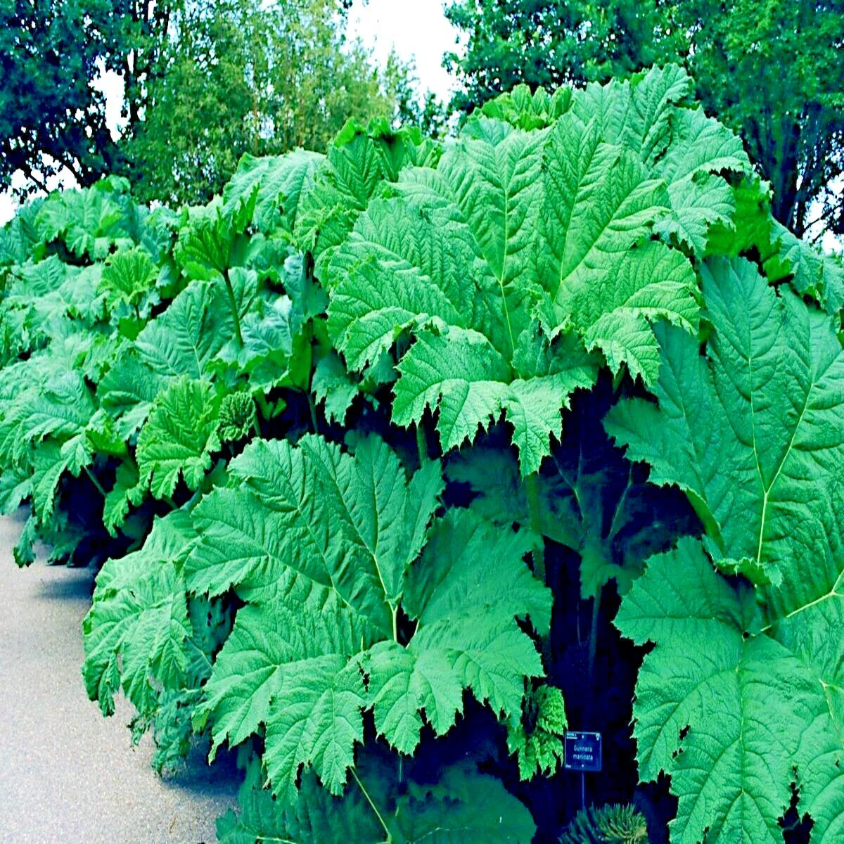 Gunnera Manicata Seeds - 25 Count - Giant Hardy Exotic Flower Plant - Rare "Dinosaur Food" Seeds for Gardens