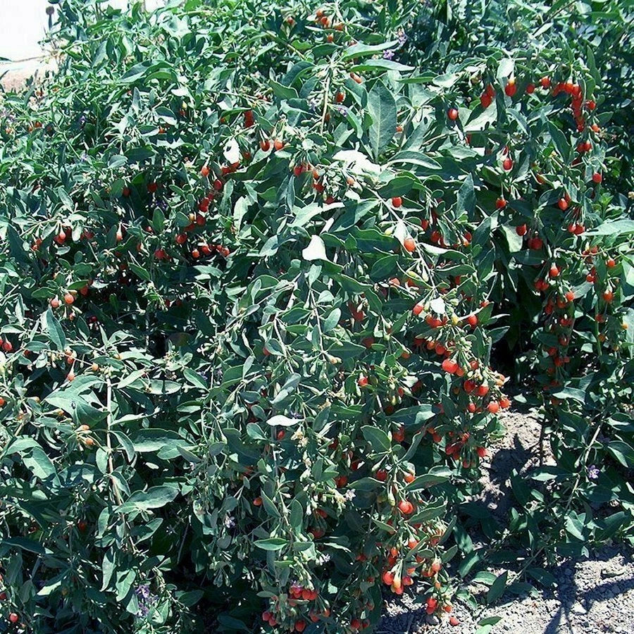 Goji Berry Cuttings 50 Pack Fresh Cuttings From Mature Plant Lycium barbarum, Ready to Flower and Fruit