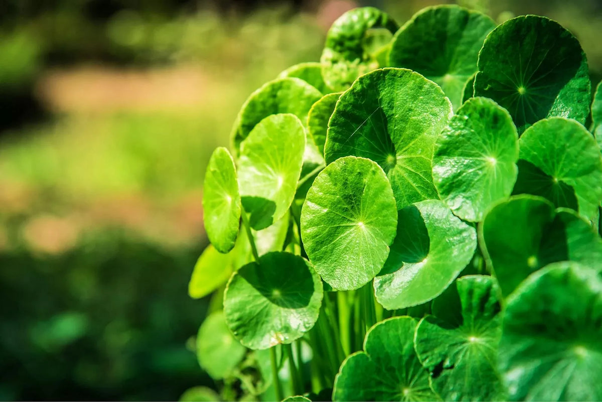 Gotu Kola Seeds - Centella asiatica, 50 Seeds, Easy to Grow Herbal Plant