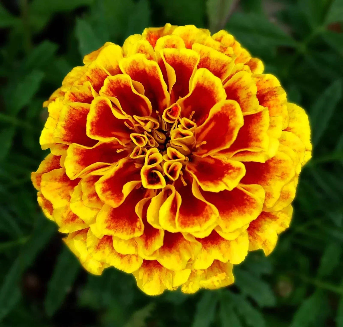 French Marigold Seeds - Dwarf Naughty Marietta, Insect Repellent, Tagetes patula, Heirloom, Compact Annual, Bright Orange & Yellow Flowers