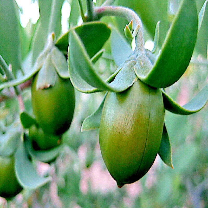 Jojoba Tree Seeds - Rare Simmondsia chinensis - Medicinal Fruit Oil Goat Nut Plant - Organic Grow Your Own