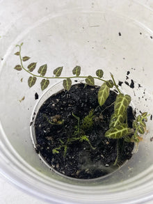 Solanum Ecuador Vine Plant in Pot for Terrarium - Rooted, Ideal for Indoor Gardens, Live Houseplant