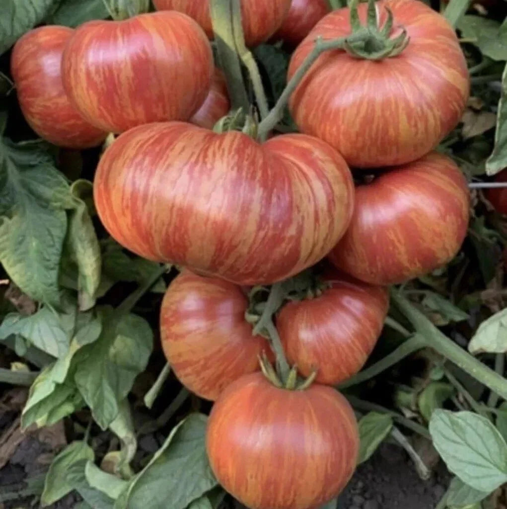 Vintage Wine Striped Tomato Seeds - Heirloom Beefsteak Variety - 120+ Seeds - Solanum lycopersicum