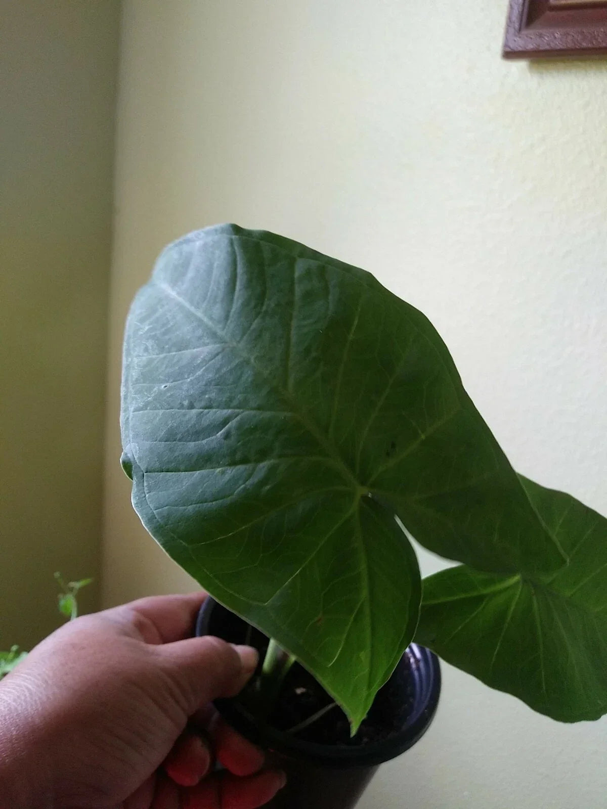 Giant Elephant Ear Plant - Small Alocasia with Large Leaves - Indoor Houseplant - Tropical Foliage - Alocasia spp.