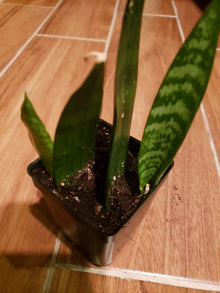 Potted Live Snake Plant 2" Pot Sansevieria Easy Care Low Light Mother-In-Law's Tongue