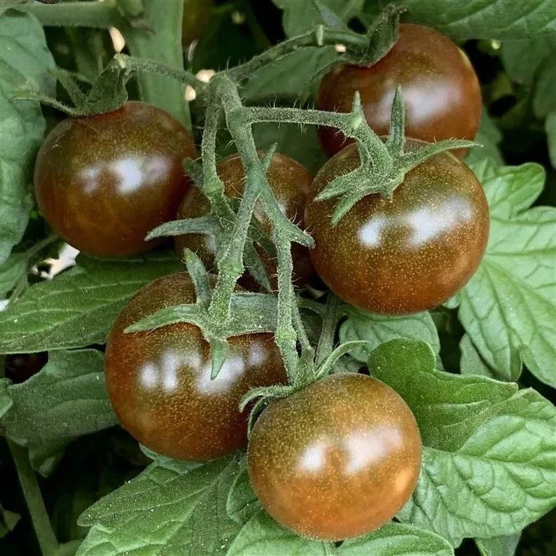 Brown Berry Tomato Seeds - 120+ Heirloom NON-GMO Organic, Rare Variety - Perfect for Home Gardening