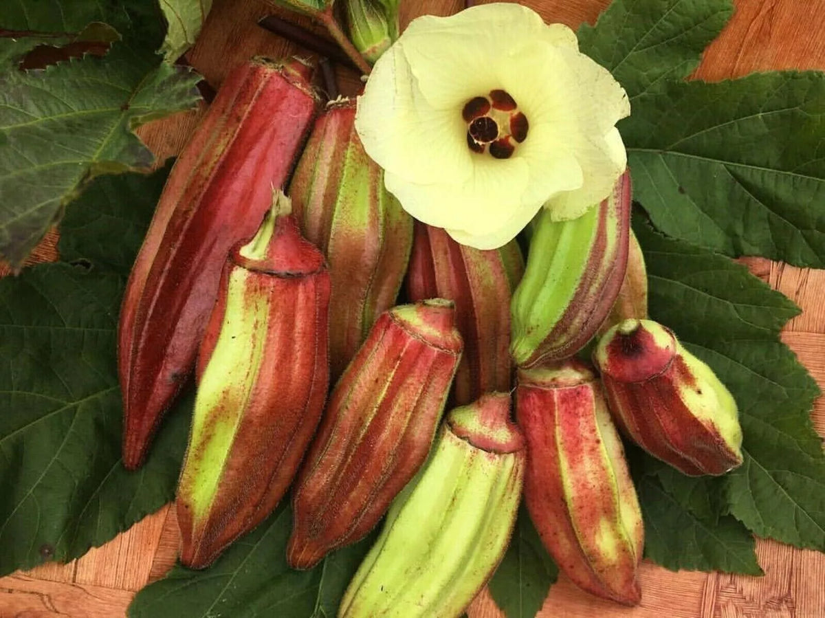Texas Hill Country Red Okra Seeds - 25+ Heirloom, Non-GMO, Organic Vegetable Seeds for Garden Planting
