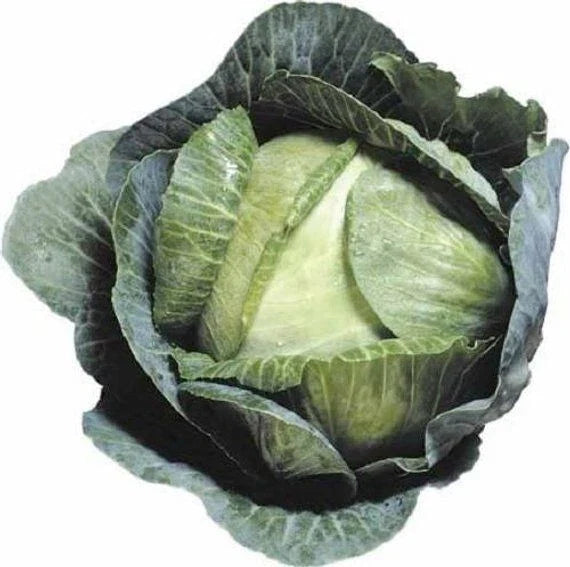 Cabbage Seeds 600+ Count - Early Jersey Wakefield Heirloom Non-GMO Brassica oleracea