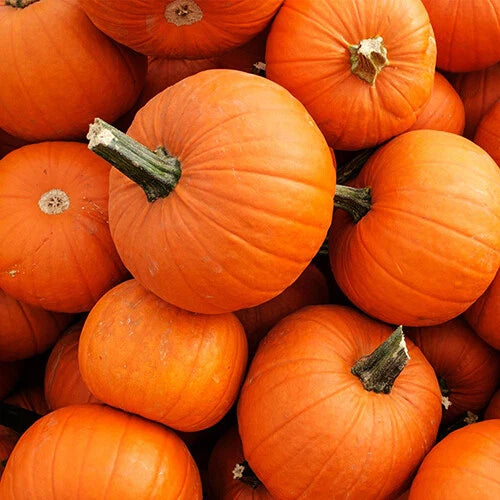 New England Pie Pumpkin Seeds - Small Sugar Pie Variety - Cucurbita pepo - Free Shipping