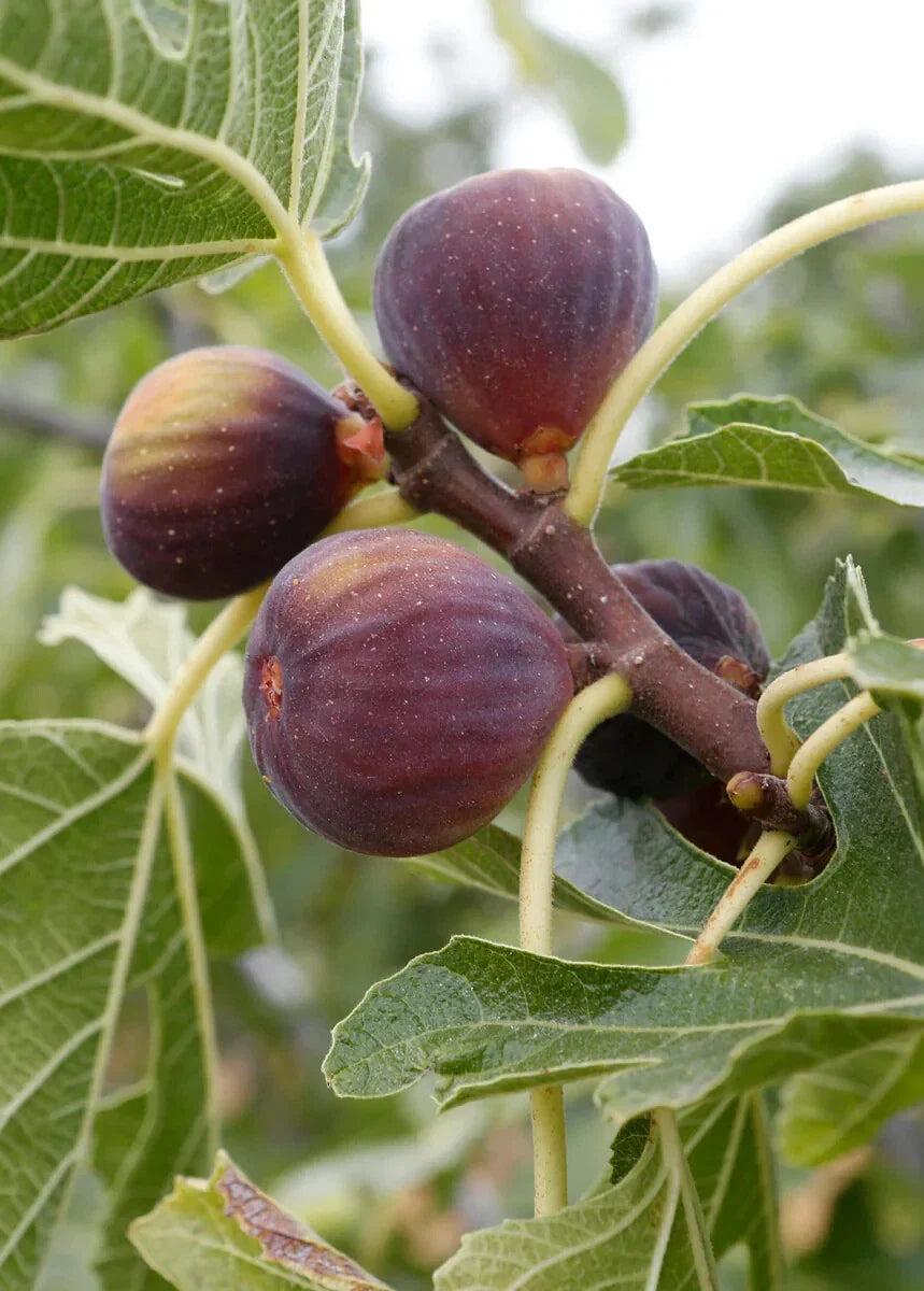 Olympian Fig Tree Live Bare Root Plant 16+ Inches Ficus carica 'Olympian' Cold Hardy to Zone 6-10 Sweet Purple Figs