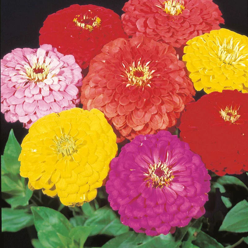 Giant Dahlia Mix Zinnia Seeds - 250+ Fresh Flower Seeds - Colorful Garden Variety - Zinnia elegans