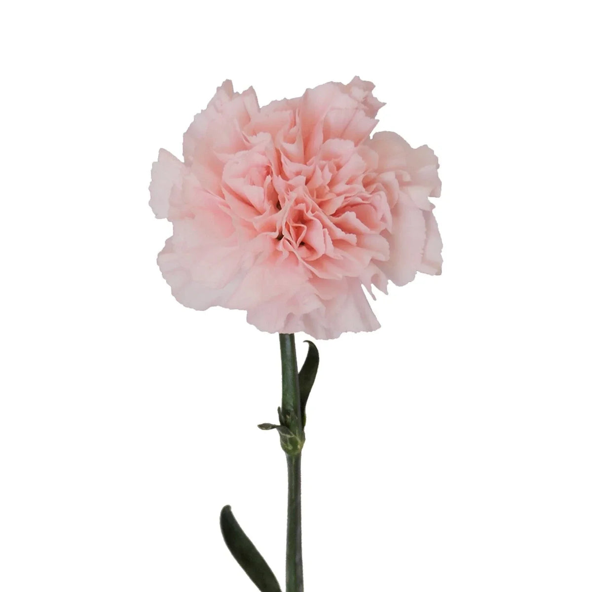 Pink Carnation Cuttings for Rooting - Dianthus caryophyllus - 15 Pack for Garden, Flower Arrangements