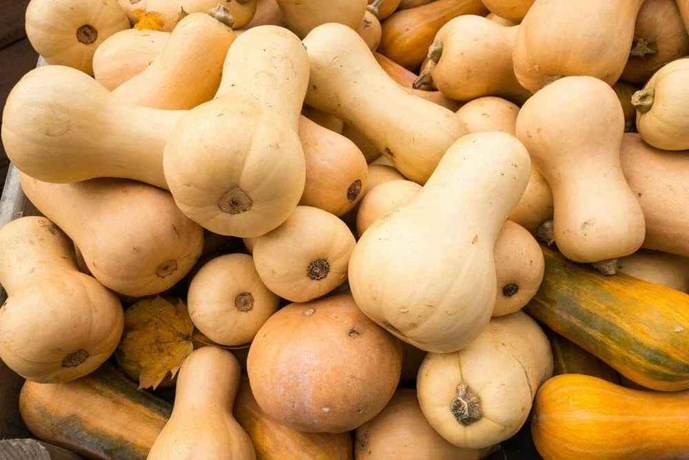 Butternut Squash Seeds - 10 Pack - Winter Squash Cucurbita moschata