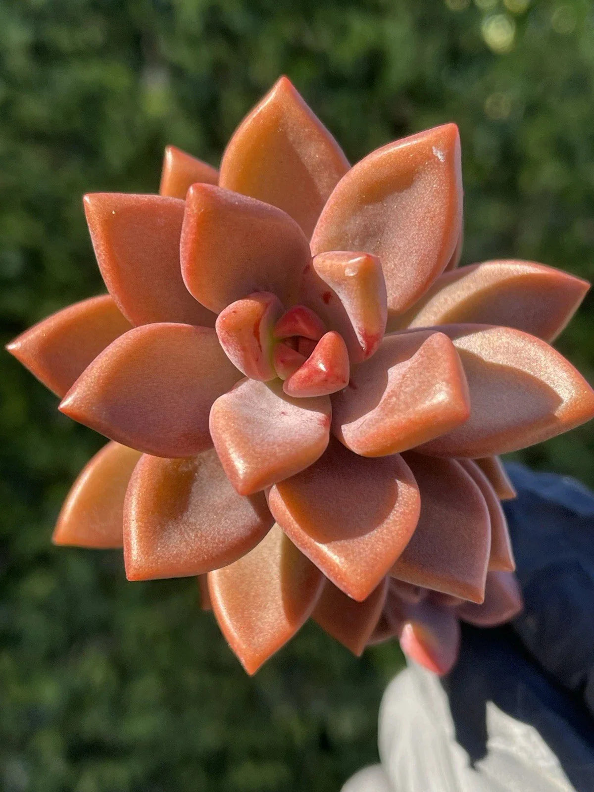 Rare Succulent Graptosedum Alpenglow Bronze Live Plant 2-Inch Home Decor - Perfect for Indoor Gardens and Plant Lovers