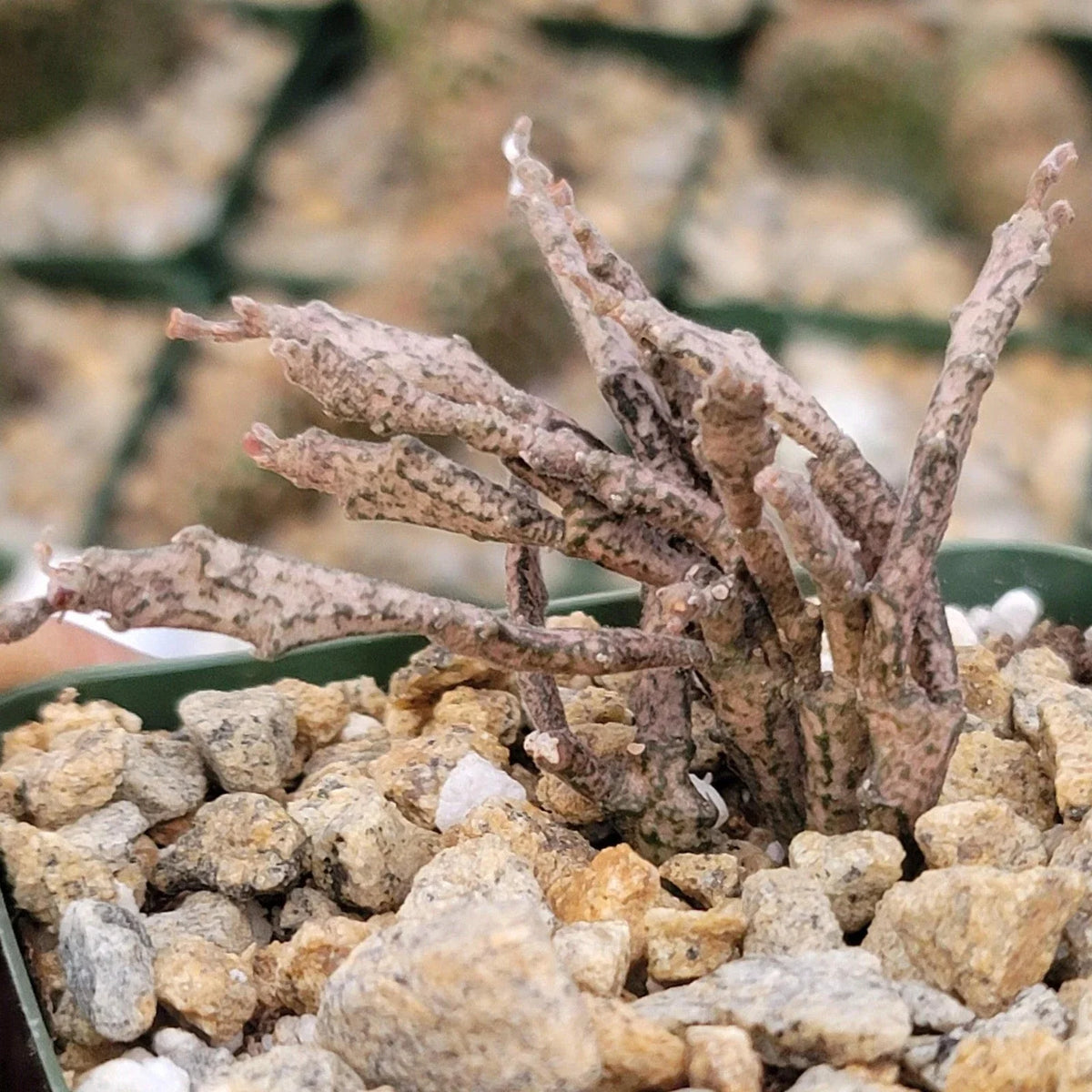 Euphorbia Platyclada Cactus Succulent - Unique Dead Plant Variety, Real Live Plant for Home Decor and Gardening