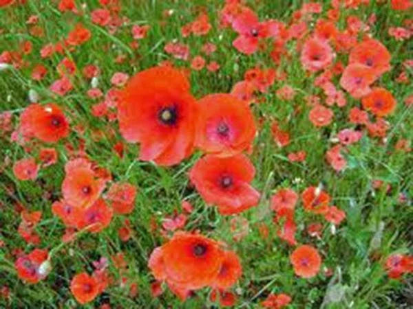 Shirley Poppy Seeds 1000 Count, Bright Red Flowers, Long-Lasting Blooms, Papaver rhoeas, Garden Flower Seeds