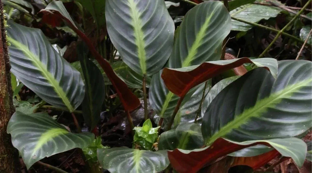 Ecuadoriana Calathea Seeds - 25+ Premium Calathea rufibarba Seeds - USA Seller