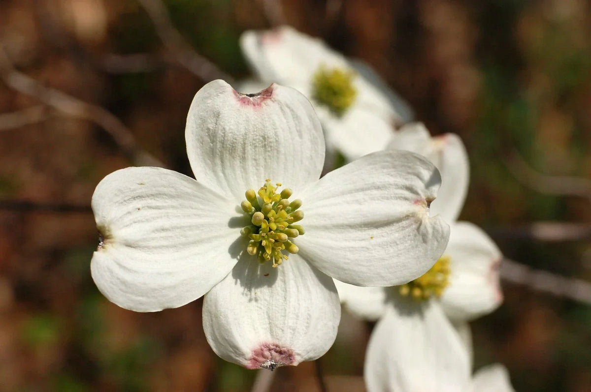 White Flowering Dogwood Seeds - Cornus florida Northern - 10 Count for Gardens & Landscaping